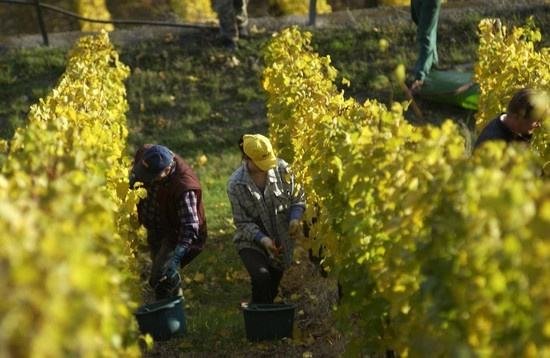 全球葡萄酒總產(chǎn)量下降8.2%，2018葡萄酒漲價(jià)已成定勢